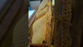 Preventing Wonky Comb amp Why Flow Hive doesn’t provide foundation Pt 1 flowhive beekeeping bees [upl. by Erised]