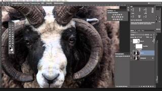 TierRetusche PhotoshopTutorial für Fortgeschrittene [upl. by Lock]