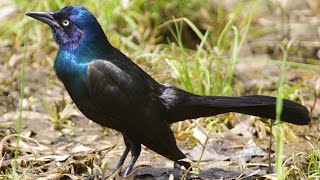 Great Tailed Grackle  Black Birds in Texas  Thousands of Grackles and their sounds [upl. by Huxham]