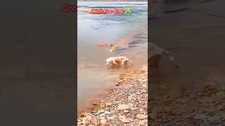 Crocodile attacks dog shorts wildlife crocodile [upl. by Asirral]