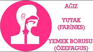 194 SİNDİRİM SİSTEMİ2  AĞIZ FARİNKSYUTAK ÖZEFAGUSYEMEK BORUSU  11 SINIF  AYT [upl. by Yssak]