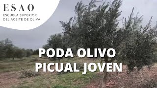 Poda olivo picual joven [upl. by Brietta]