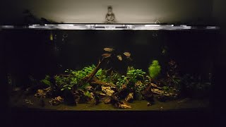 How I moved my fish and plants 3500kms from Toronto to Edmonton [upl. by Darrin]