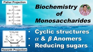 Biochemistry of Monosaccharides Cyclic structures Anomers amp Reducing sugars Part II [upl. by Enida]