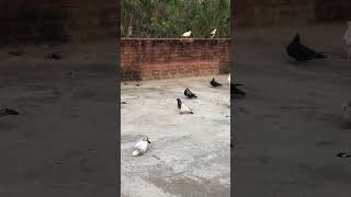 youtubeshorts trending viralvideo pigeon kabutar quotes india love clips viralshorts [upl. by Sida]