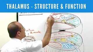 Thalamus  Structure and Function  Neuroanatomy [upl. by Heeley108]