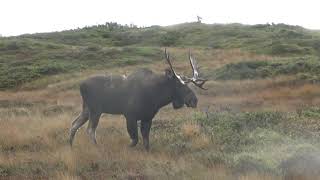 Bull moose in the rut [upl. by Heady]