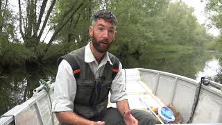 Voor het eerst in Biesbosch zwemmende bever gefilmd onder water [upl. by Pembrook]