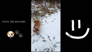 WATCH ME GO FIRST SNOWFALL OF THE SEASON SO EXCITED miniaussie chiweenie [upl. by Seeto]