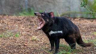 THE TASMANIAN DEVIL [upl. by Sherr409]