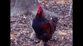 Cochin Rooster Crowing [upl. by Utter]