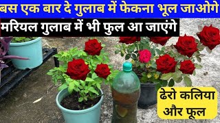 गुलाब में डाले फेंकना भूल जाएंगे पाए ढेरों फूल  Rose Plant Growing Tips  Rose Plant Care Tips [upl. by Buna]