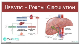 HepaticPortal Circulation Physiology Explained [upl. by Arimihc]