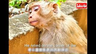 Little Monkey Survives King Cobra Snake Bite 🐒🐍 [upl. by Leimad]