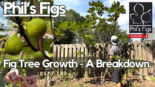 How Fast Does A Fig Tree Grow Year Over Year A Simple Growth Guide With Beautiful Examples [upl. by Gollin249]