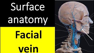 Surface anatomy of facial vein [upl. by Jephthah332]