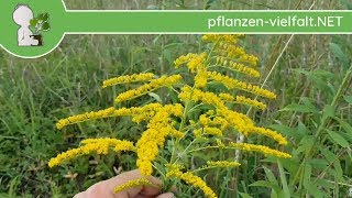 Kanadische Goldrute  Ganze Pflanze  230718 Solidago canadensis  Essbare Wildkräuter bestimmen [upl. by Bullion]