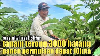 TANAM TERONG 3000BATANG MENGHASILKAN 10juta DIAWAL PANEN [upl. by Notnelc139]