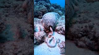 Sea Cucumber Drops Off Load Of Digested Sand  ViralHog [upl. by Nospmis481]