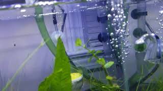 Planted aquarium rain trickle filter sunsun js600 [upl. by Atinyl953]