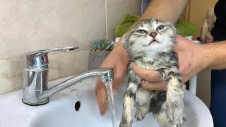 How to bathe a kitten correctly Bathing a kitten [upl. by Aleacin374]