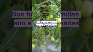 NEEM  plants medicine medicinalplants agroecology bio shorts agro world new agriculture [upl. by Dorolisa772]