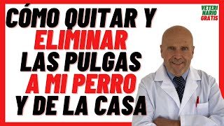 🟢 Cómo Quitarle las PULGAS a mi PERRO 🟢y ELIMINAR PULGAS de la CASA RÁPIDO con BICARBONATO de Sodio [upl. by Minta]