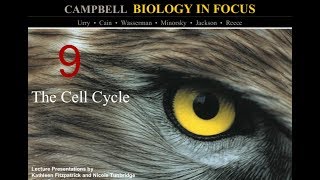 Biology in Focus Chapter 9 The Cell Cycle [upl. by Eiknarf]