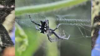 Une épeire à Madère Cyrtophora citricola [upl. by Suzetta]