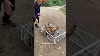 Excellent and perfect trap for catching chicks ✨🐤 youtubeshorts [upl. by Mateusz]