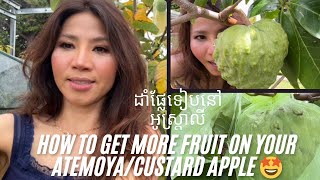 How to get more fruit on your custard apple trees or Atemoya tree 🇦🇺🌼😊 [upl. by Anehsat792]