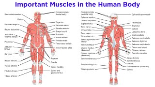 The Muscular System [upl. by Lyndsie]