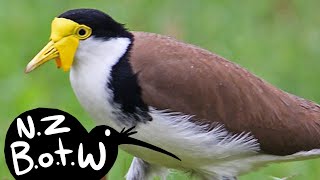 Spurwinged plover  New Zealand Bird of the Week [upl. by Newhall]