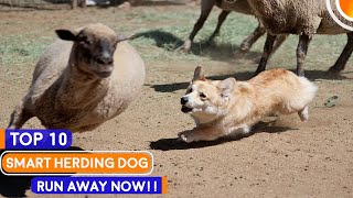 Top 10 Super Smart Herding Dog Breeds [upl. by Hsreh938]