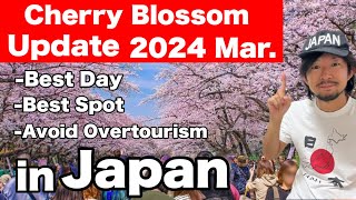 Spring Travel Tips  Japans Cherry blossom Updates 2024  Sakura in Japan 2024 [upl. by Ynnahc887]