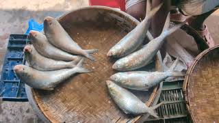 মেঘনা নদীর তাজা ইলিশ  উলানিয়া মাছ বাজার  Ulania fish market Mehendiganj [upl. by Nahtahoj484]