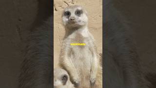 Why do meerkats stand on their hind legs animalmystery MindCurioen [upl. by Nuoras]