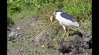 balbuzard pêcheur et bihoreau à la pèche [upl. by Ylrebme]