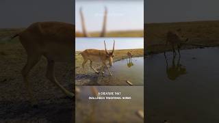 Saiga Antelope  Marvels of Horns amp Nose [upl. by Leesen]