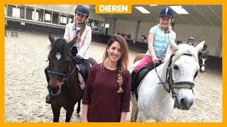 Veel paarden in de manege hebben stress [upl. by Deehahs]