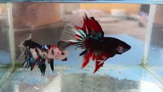 SR Betta farm bettafish bettagalaxy beautifulbetta bettamulticolour [upl. by Nanda]