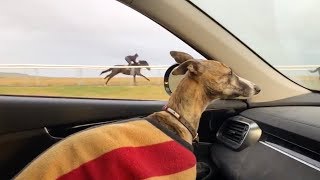 Dog Forced To Sit In Car After Chasing Horses [upl. by Itnavart820]