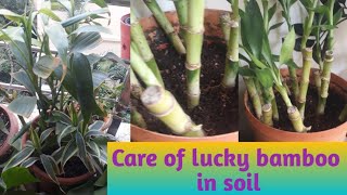 Want to keep alive your lucky bamboo for many yearsthen grow in soil greenleaf [upl. by Algie97]