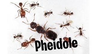 Pheidole sp [upl. by Akeryt]