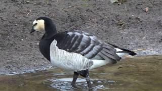 Barnacle Goose [upl. by Ivetts]