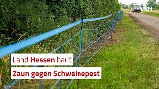 Land Hessen baut Zaun gegen Schweinepest [upl. by Ardied894]