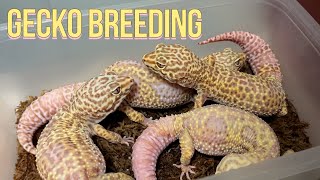 BREEDING LEOPARD GECKOS  2022 Season [upl. by Conard]