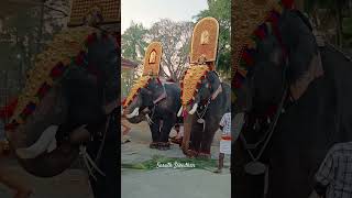 Mullath Brothers Ganapathy amp Vijayakrishnan kerala festival asianelephant yt elephant pooram [upl. by Carnahan]