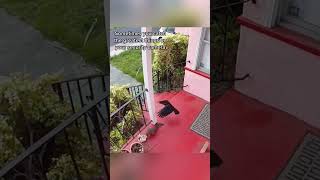 🎥 Porch Camera Captures Epic 🦅 Crow vs 🐿️ Squirrel Battle Over Food 🍽️ crow corvids crowbuddy [upl. by Rocker]