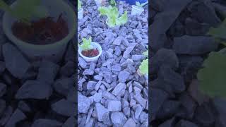 aquaponics for beginners agriculture emergencyresponse aquaponics farming [upl. by Olegnaed]